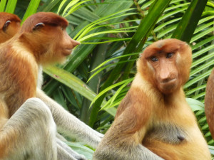 tanjung puting scimmie nasiche