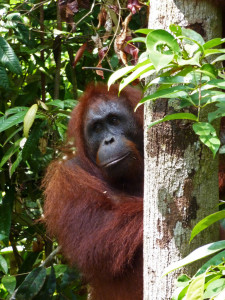 tanjung puting orango