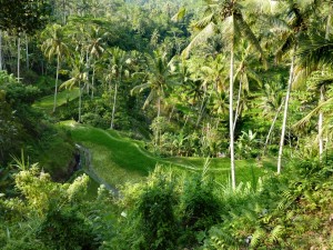 La discesa al Gunung Kawi