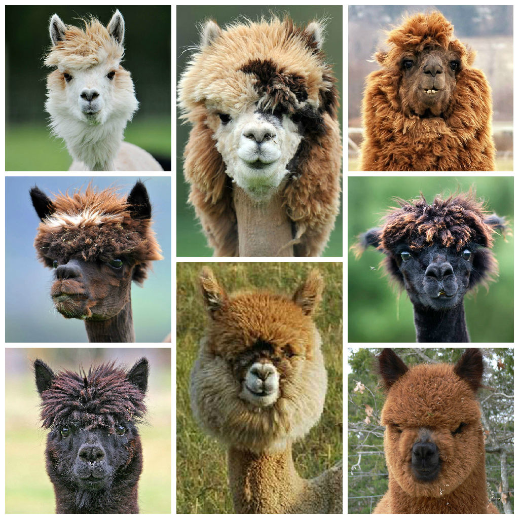 alpaca