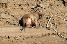 lo scricciolo pulisce il pelo del capibara