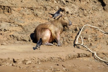lo scricciolo pulisce il pelo del capibara