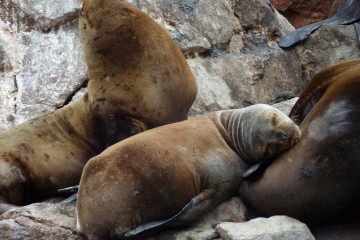 Un leone marino sonnecchia sugli scogli