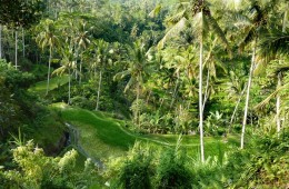 Bali indonesia gunung kawi