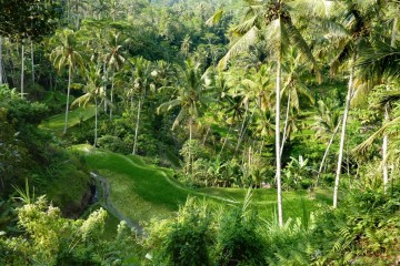 Bali indonesia gunung kawi
