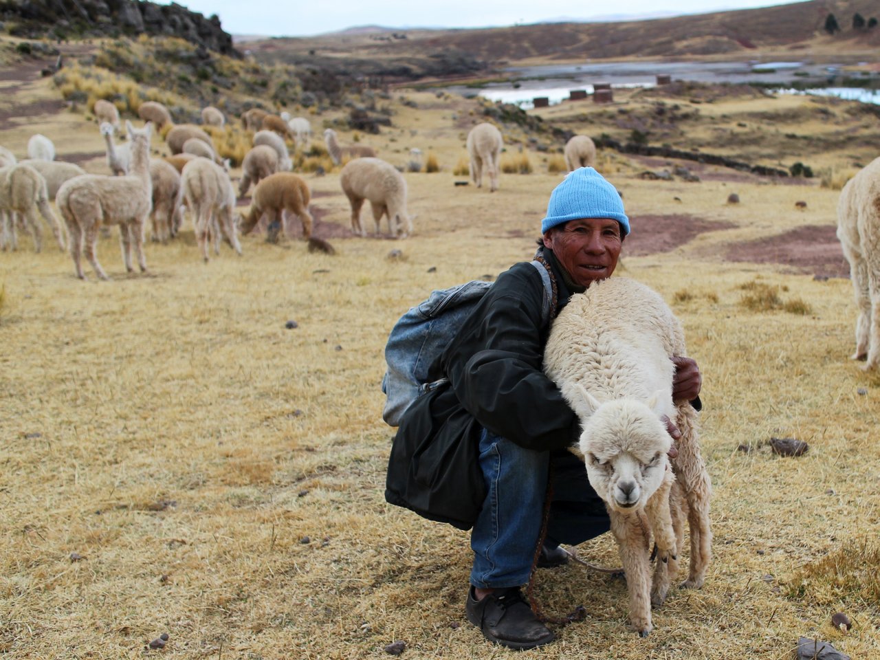lago titicaca fai da te: un pastore a sillustani