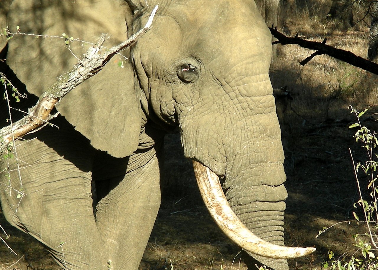 sudafrica itinerario: un elefante nel kruger