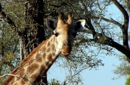 itinerario in sud africa: Una giraffa nel Kruger