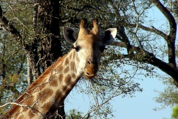 itinerario in sud africa: Una giraffa nel Kruger