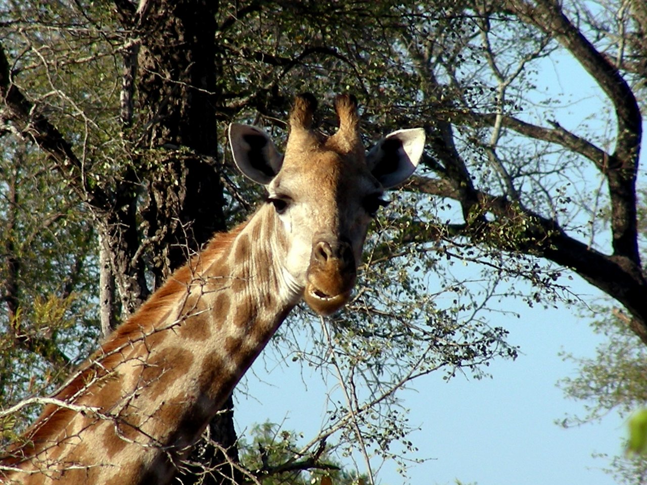 sudafrica itinerario: Una giraffa nel Kruger