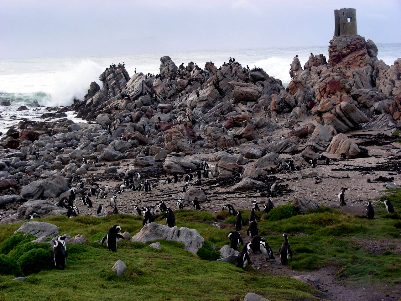 sudafrica itinerario: pinguini Boulder Beach