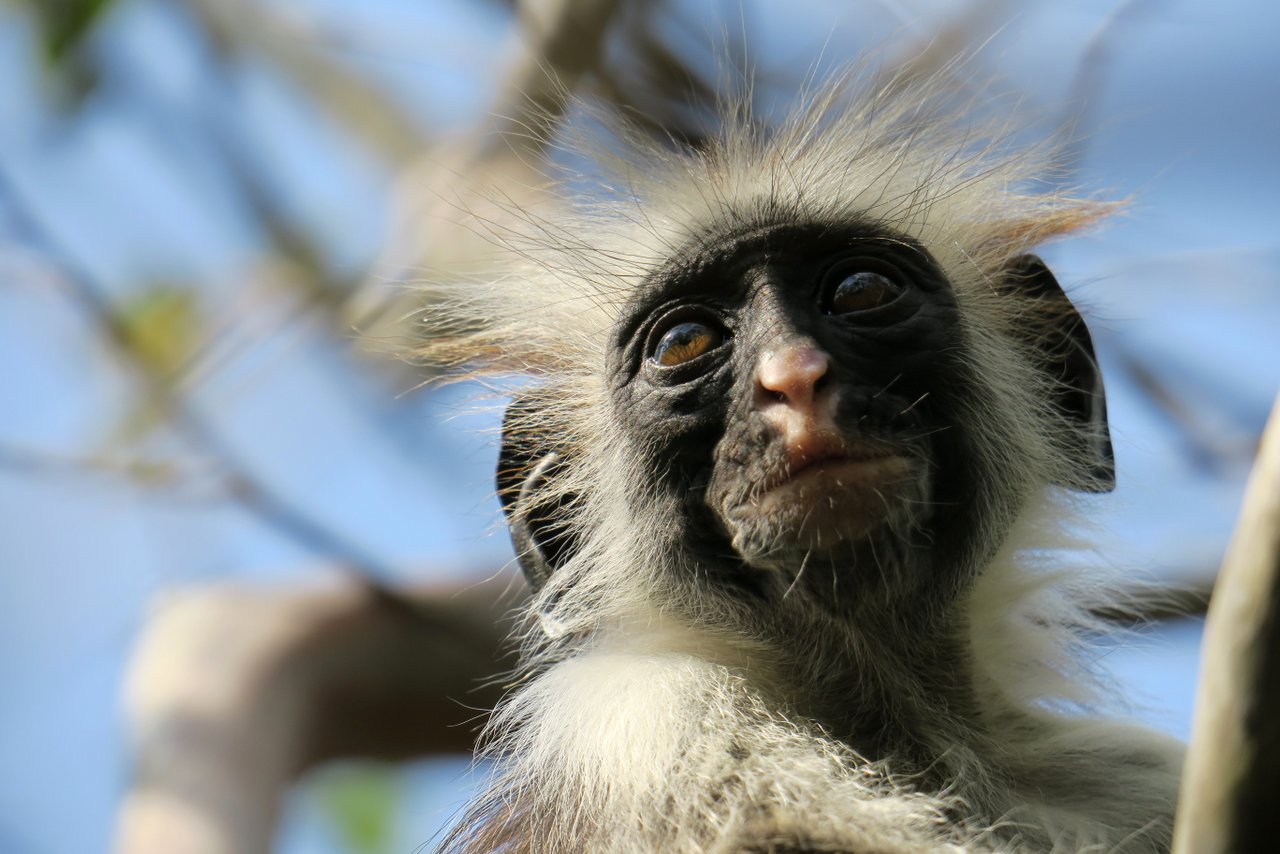 tanzania itinerario fai da te. Il colobo a Jozani Forest