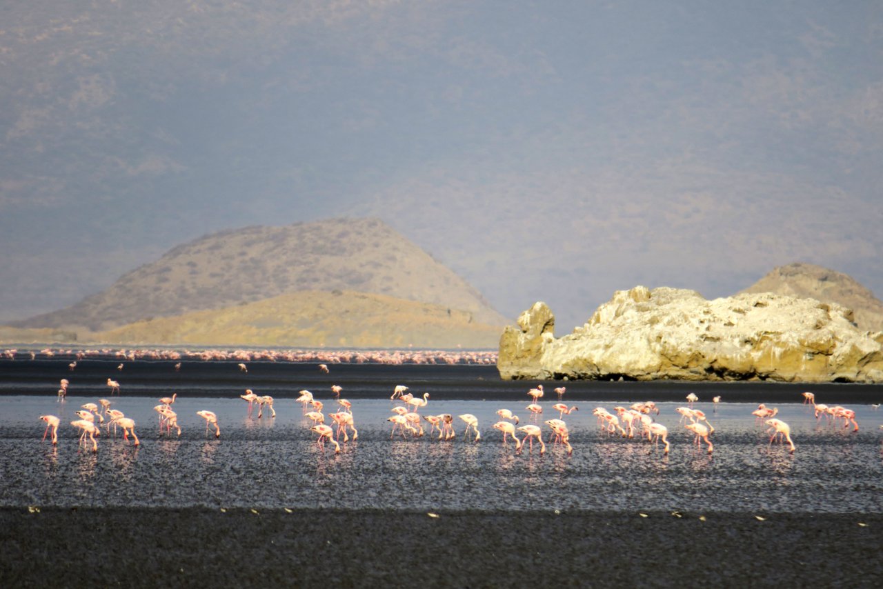 tanzania itinerario fai da te. Fenicotteri sul lago Natron