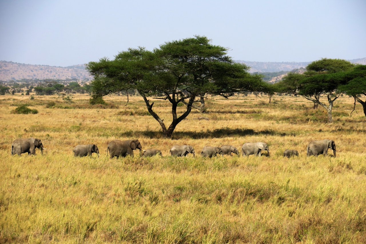 tanzania itinerario fai da te. Elefanti nel Serengeti