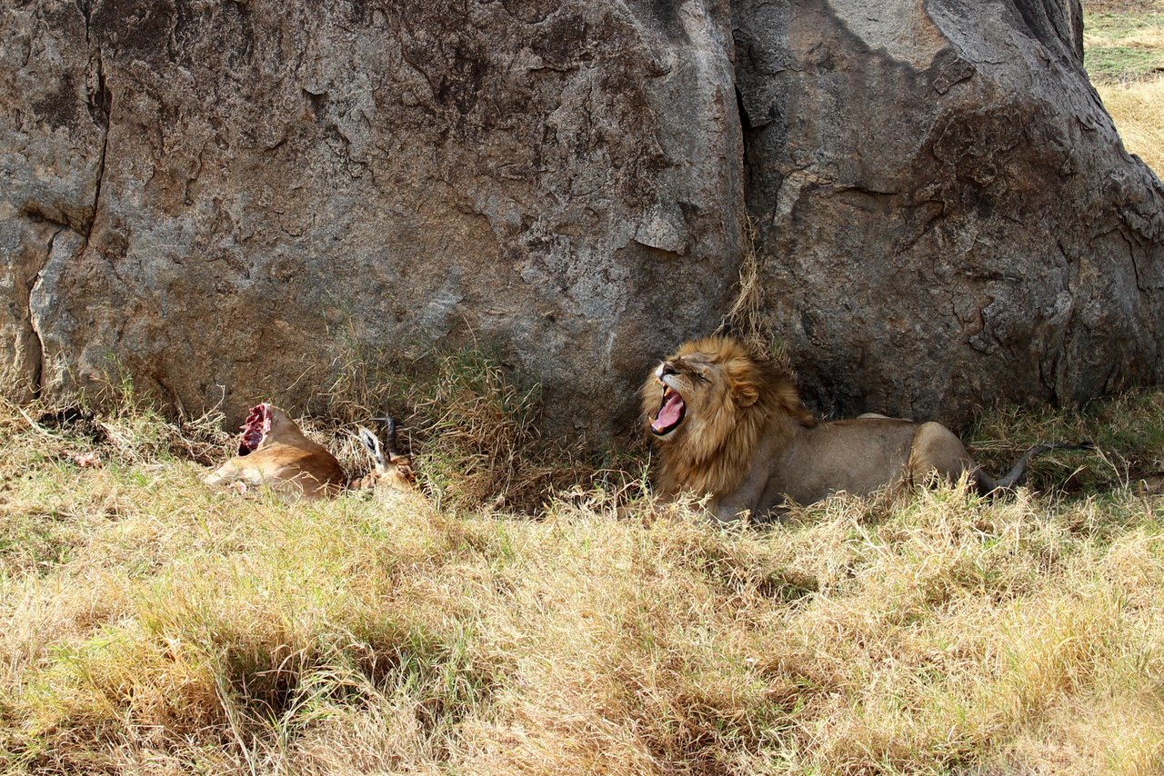 tanzania itinerario fai da te. Leone nel Serengeti