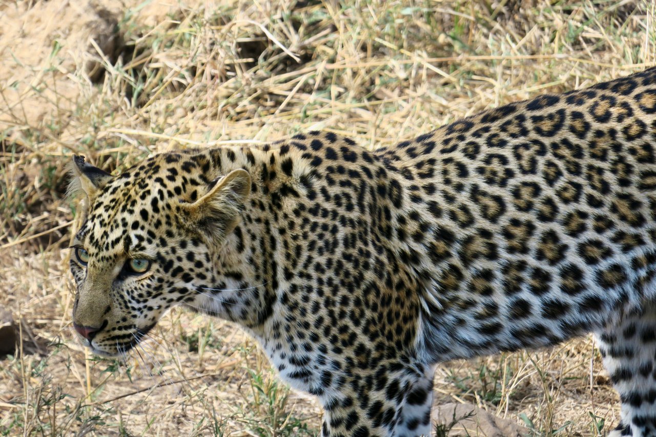 tanzania itinerario fai da te. Leopardo nel Serengeti