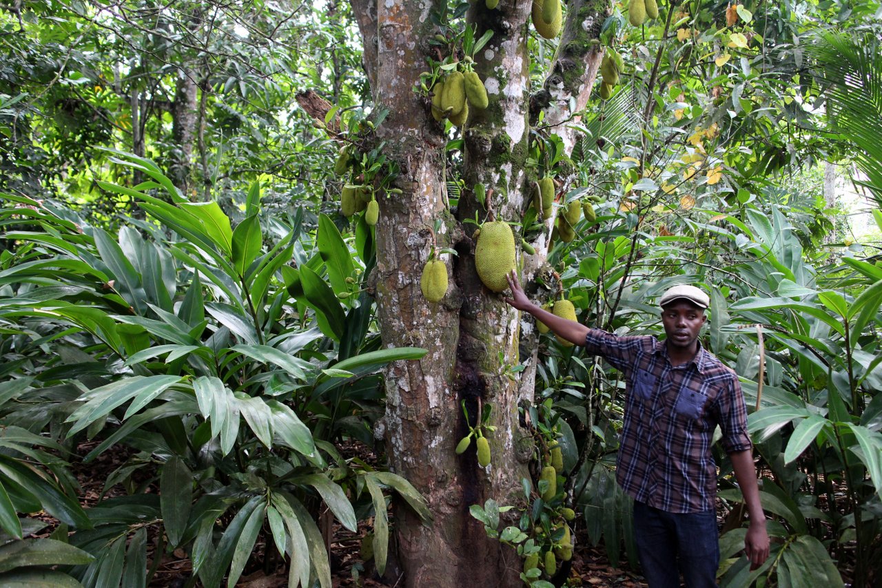 cosa fare a stone town. jackfruit