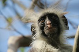 escursioni a zanzibar: una scimmia a Jozani forest