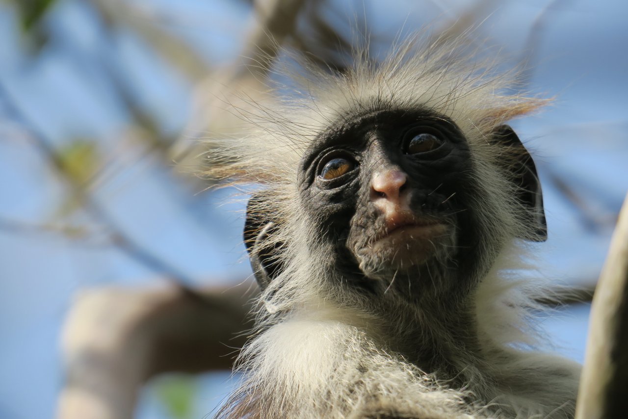 escursioni a zanzibar: una scimmia a Jozani forest