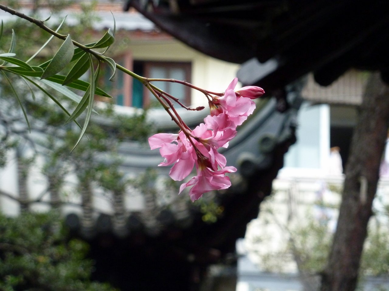 itinerario di quatto settimane in cina: Il giardino del mandarino Yu