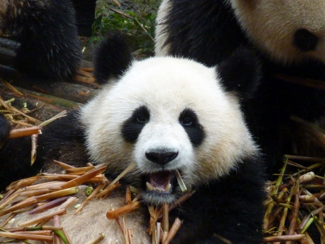 itinerario di quatto settimane in cina: il pasto dei panda