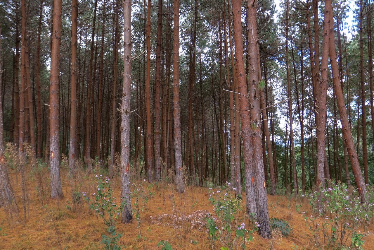 escursione nelle montagne usambara: la foresta di conifere