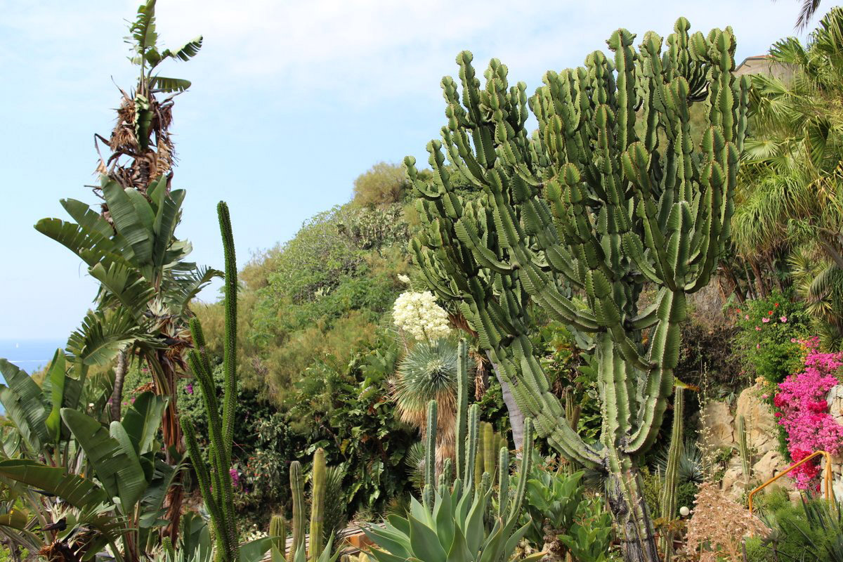 Giardino esotico Pallanca, Bordighera