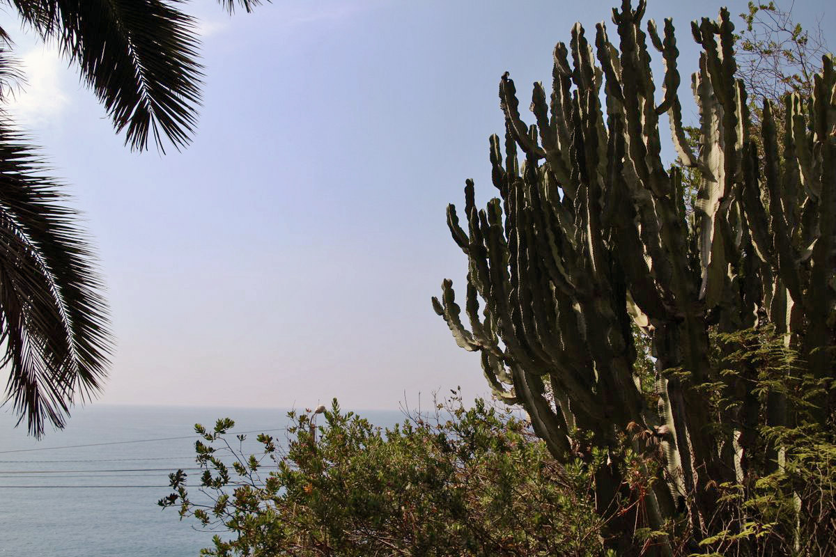 Giardino esotico Pallanca, Bordighera