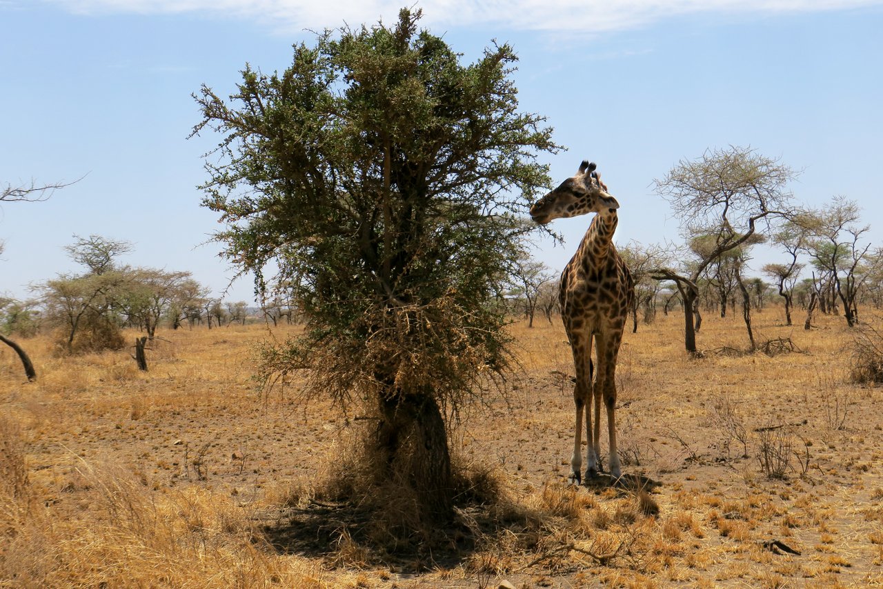 organizzare un safari in tanzania: giraffa