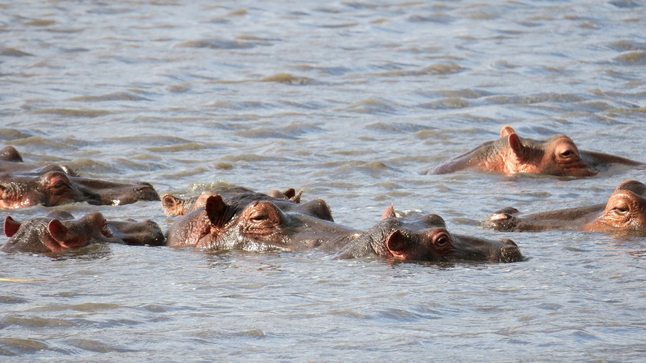 organizzare un safari in tanzania: ippopotami