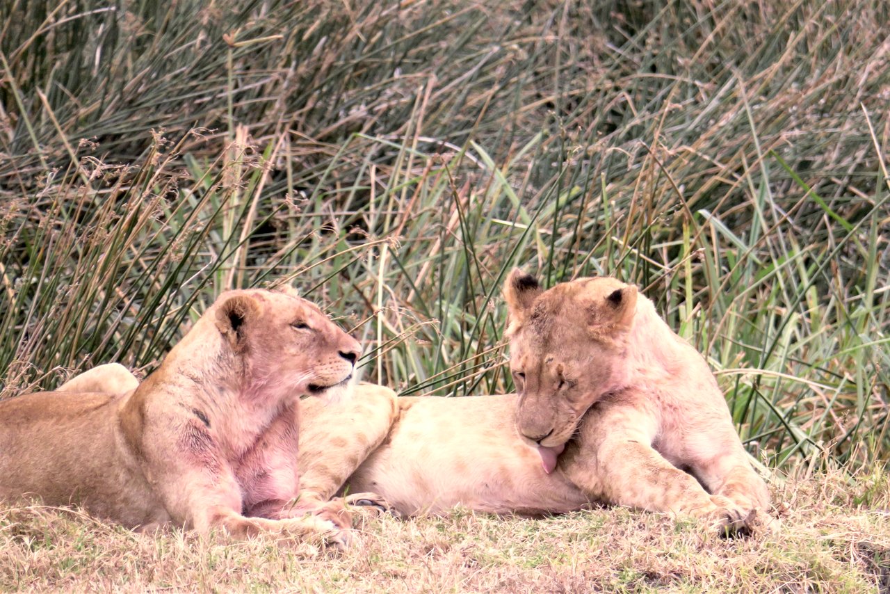 organizzare un safari in tanzania: leonesse nel ngorongoro