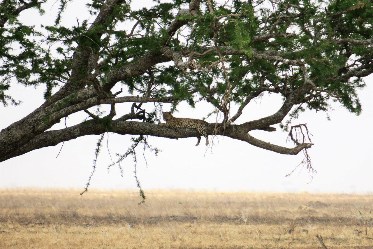 organizzare un safari in tanzania: leopardo su un albero