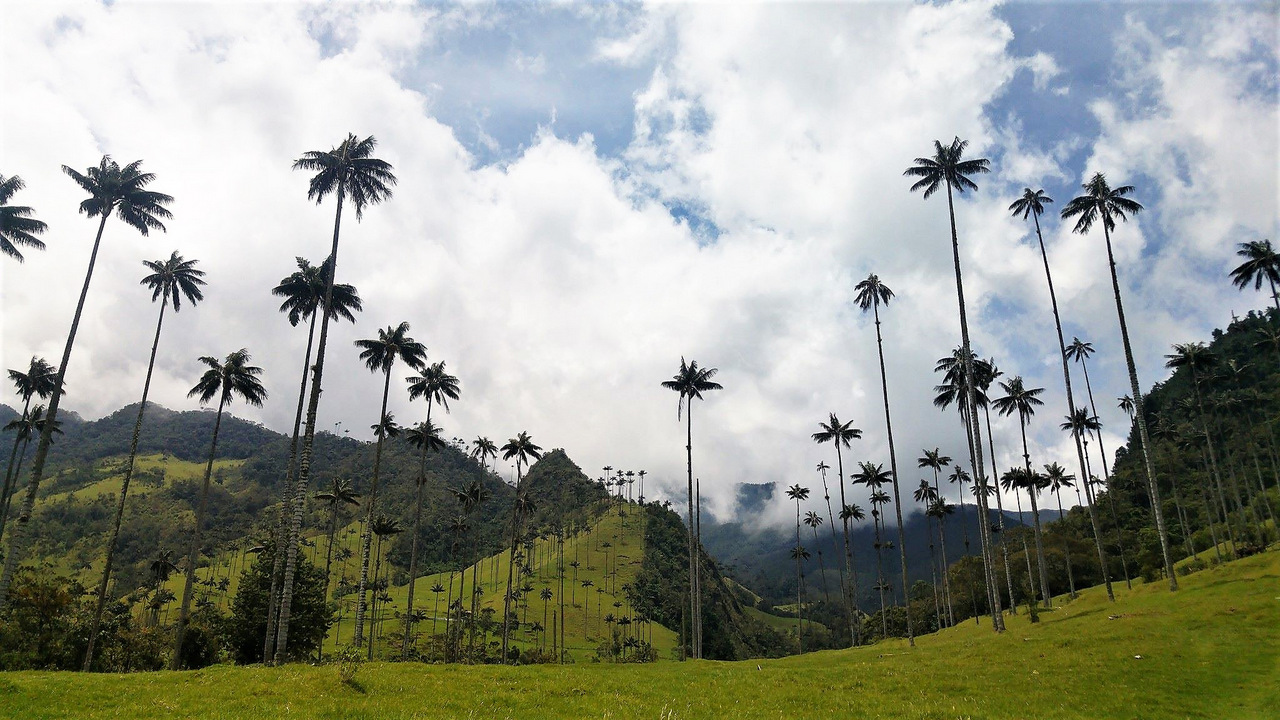 itinerario di tre settimane in colombia: Le palme altissime di Cocora