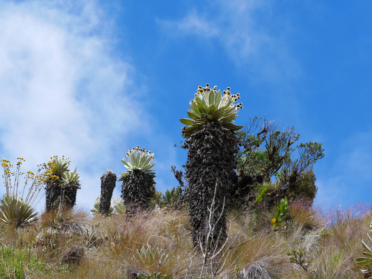 itinerario di tre settimane in colombia: Il paramo di Ocetà