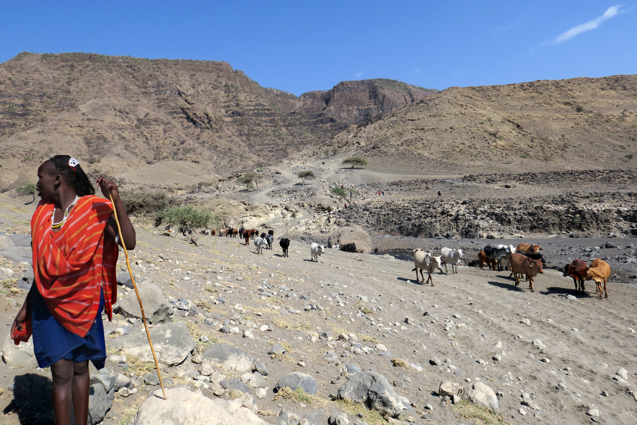 lago natron tanzania: un pastore masai al pascolo