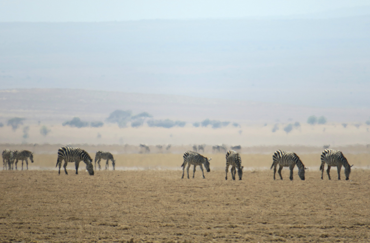 lago natron tanzania: le zebre in lontananza