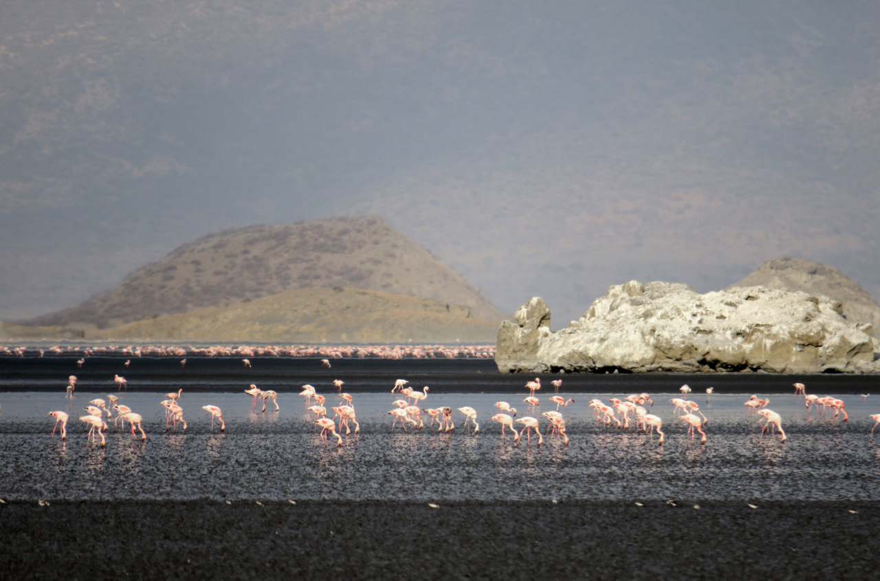 lago natron tanzania: migliaia di fenicotteri affollano il lago