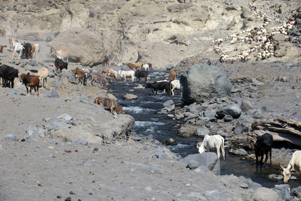 lago natron tanzania: mucche masai al pascolo