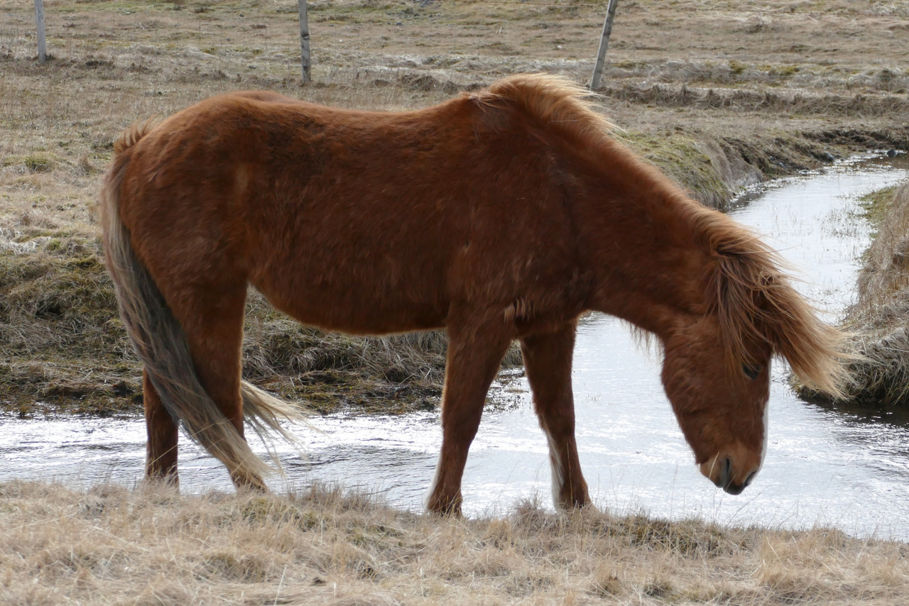 islanda del sud: cavallo con la frangia