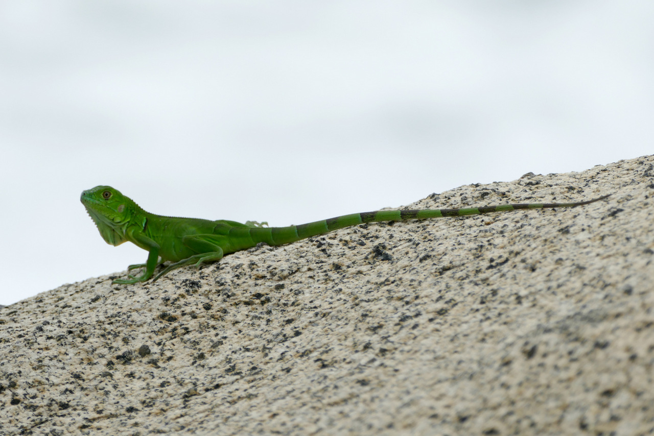 parque tayrona: lucertola