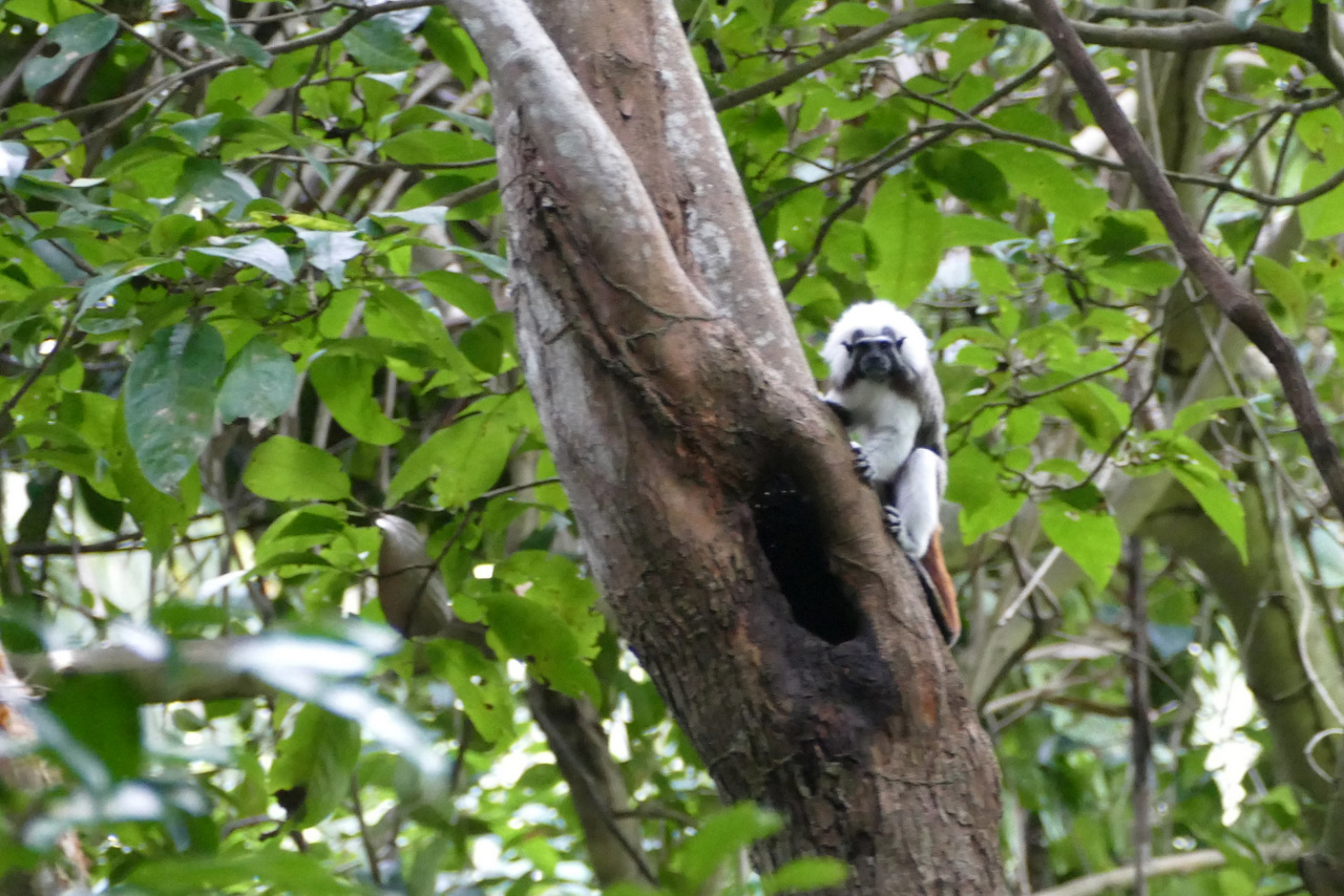 parque tayrona: scimmia