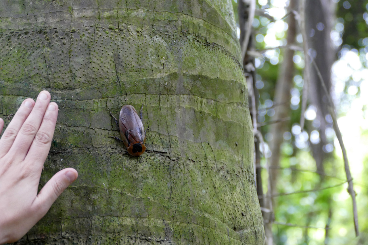 parque tayrona: scarabeo