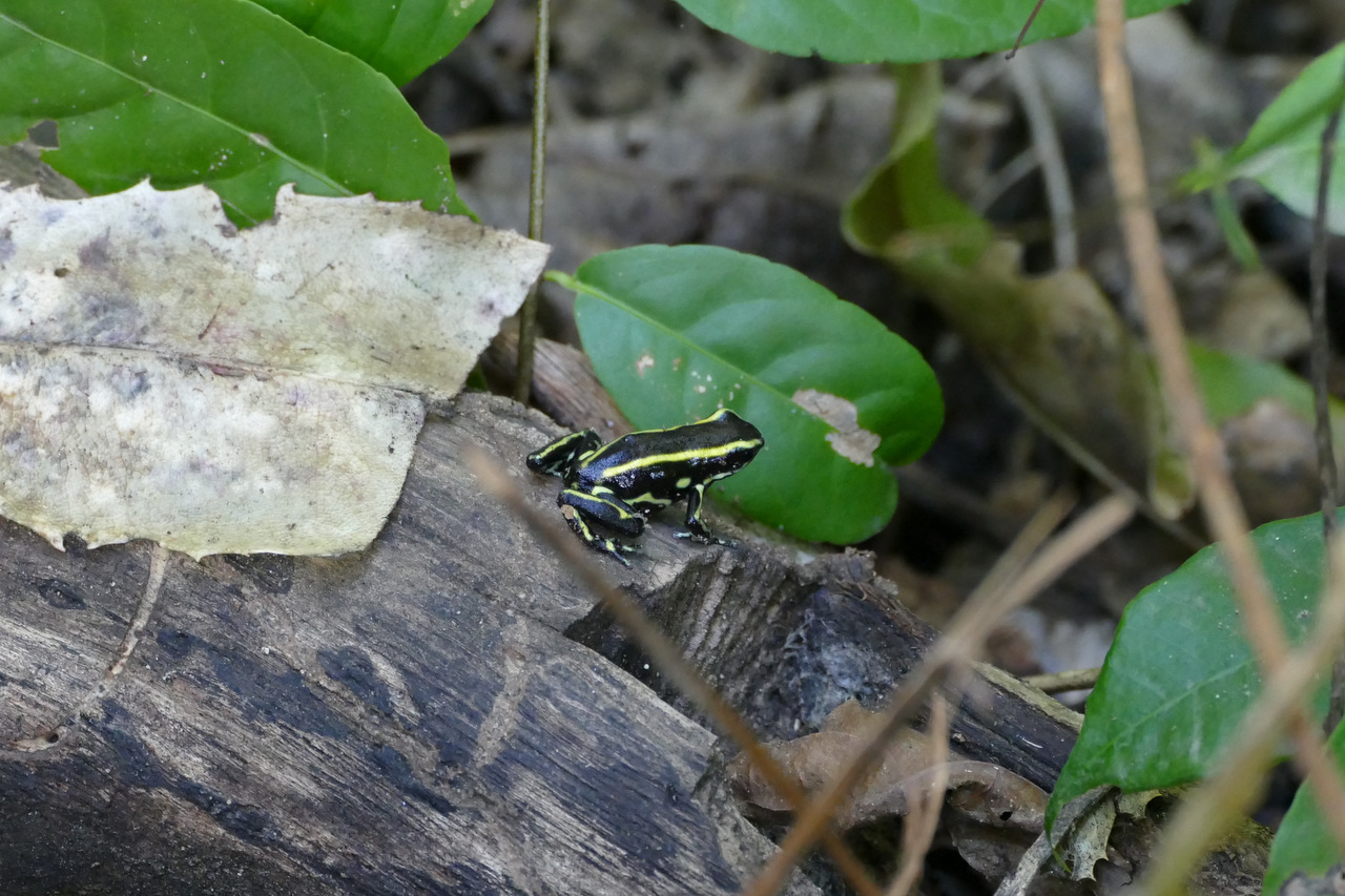 pueblito-escursione-colombia: rana freccia