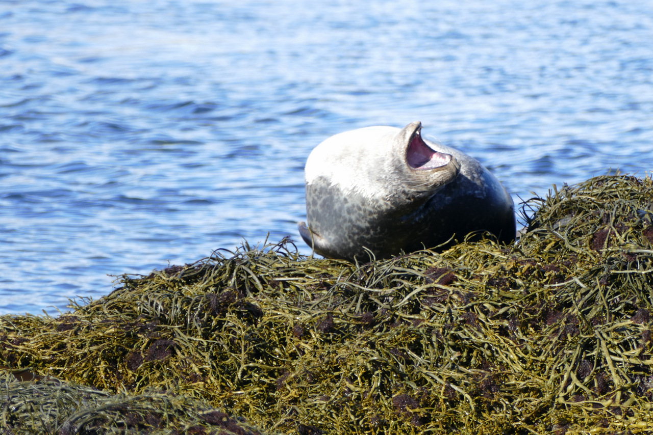 penisola di snaefellsness: foche a Ytri Tunga